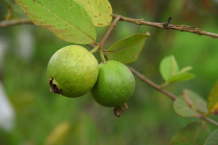 구아바 열매와 잎의 효능 및 영양 성분