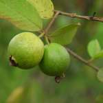 구아바 열매와 잎의 효능 및 영양 성분