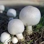 아가리쿠스 버섯 효능 및 영양 성분과 특징